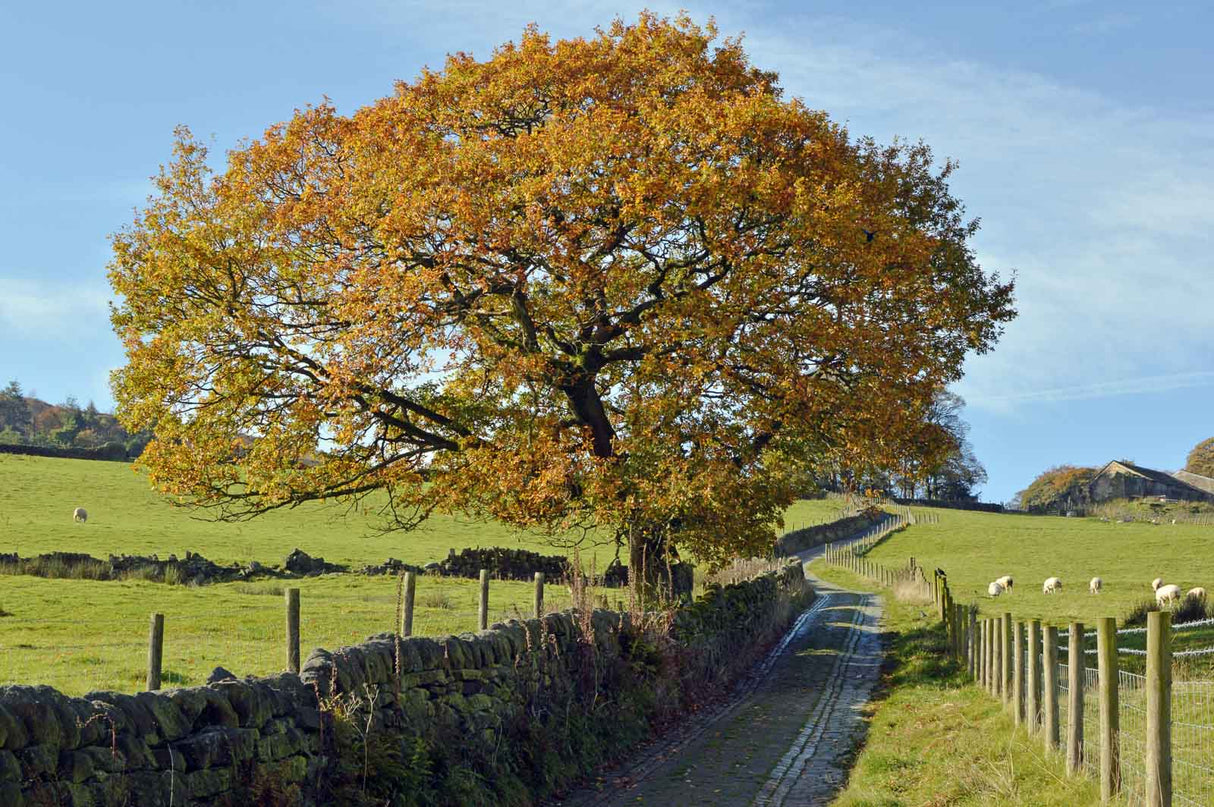 Hebden Bridge 2026 Calendar. Photographs & scenes from the West Yorkshire happy valley.