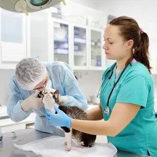 a vet examining a cats ear