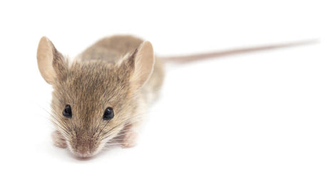image of a field mouse
