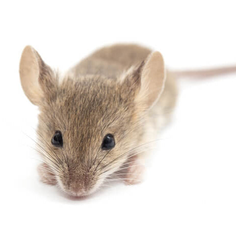 field mouse on a white background
